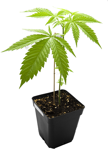 Colorado - Cannabis (375x527), Png Download