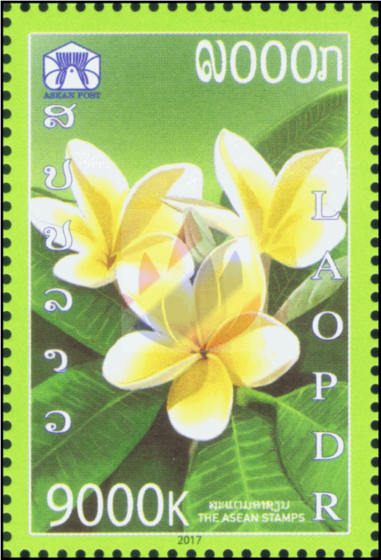 Frangipani (800x800), Png Download