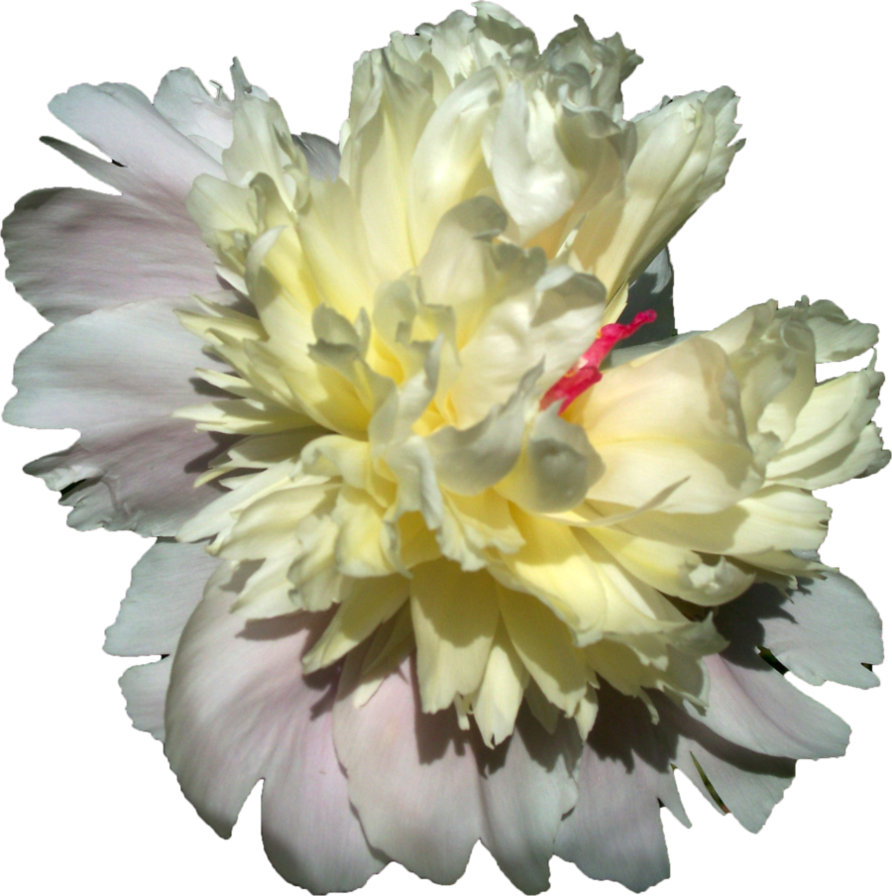 Go To Image - Peonies Yellow Png (892x896), Png Download