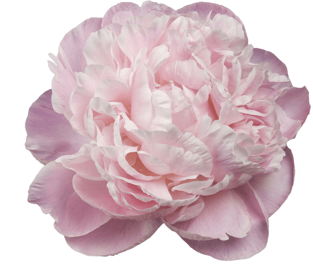 Peony Souvenir De Gaspard Calot (1500x1000), Png Download