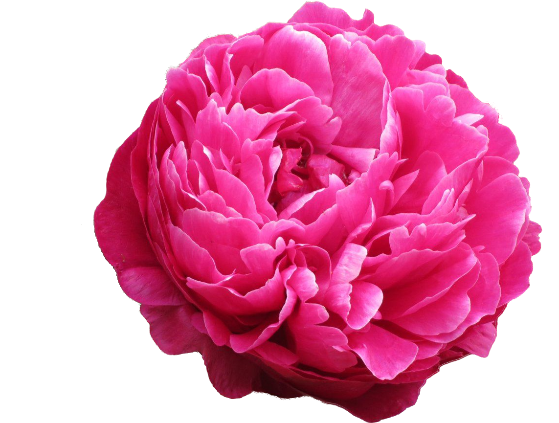 Common Peony (1500x1000), Png Download