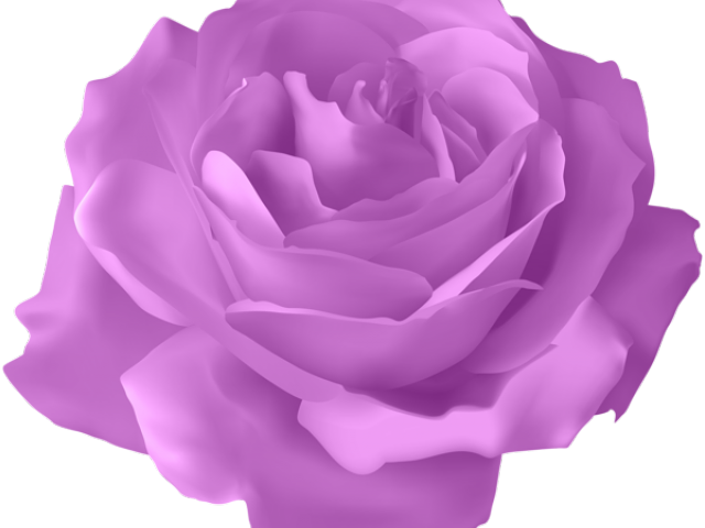 Purple Rose Clipart Purple Flower - Transparent Background Purple Roses Transparent (640x480), Png Download