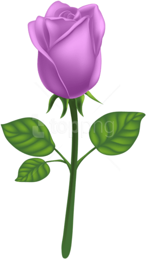 Free Png Download Purple Deco Rose Png Images Background - Purple Long Stem Rose Png (480x850), Png Download