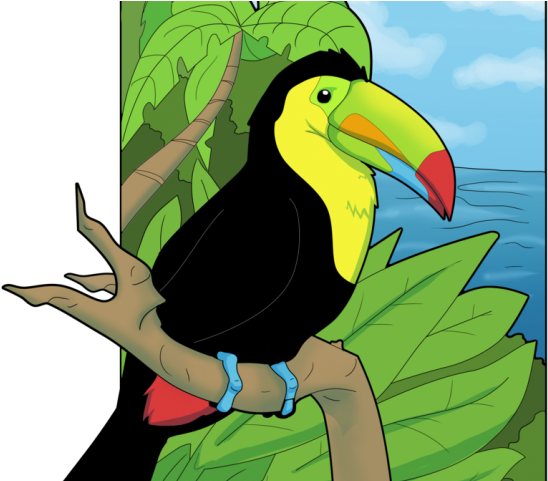 Toucan Clipart Transparent - Toucan Drawing (640x480), Png Download