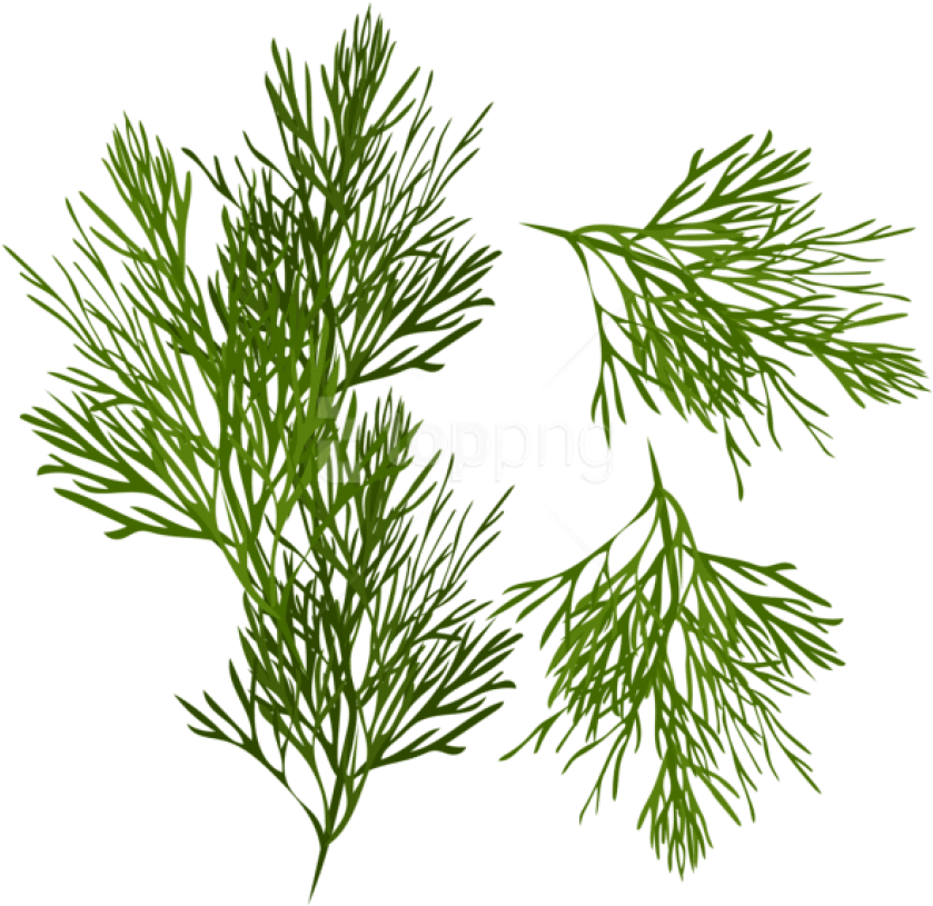 Download Dill Png Images Background - Clipart Dill (850x824), Png Download