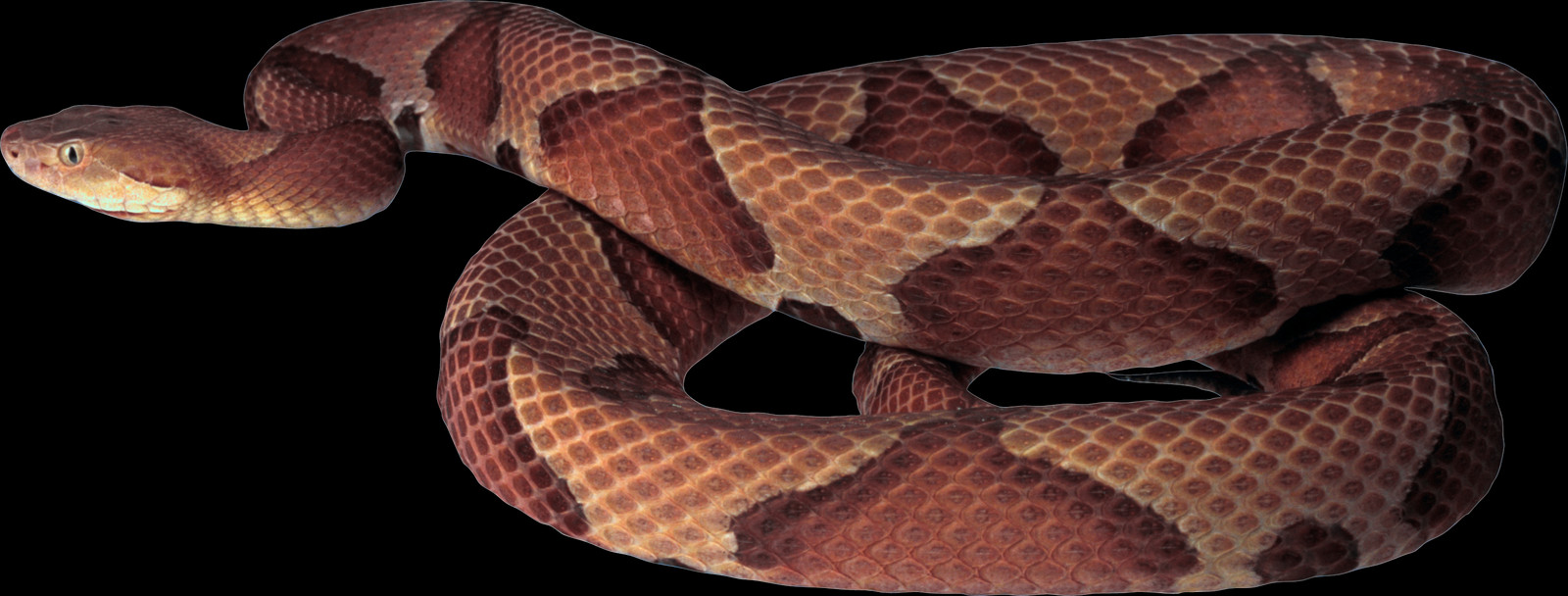 Copperhead Snake Transparent Background (1600x608), Png Download