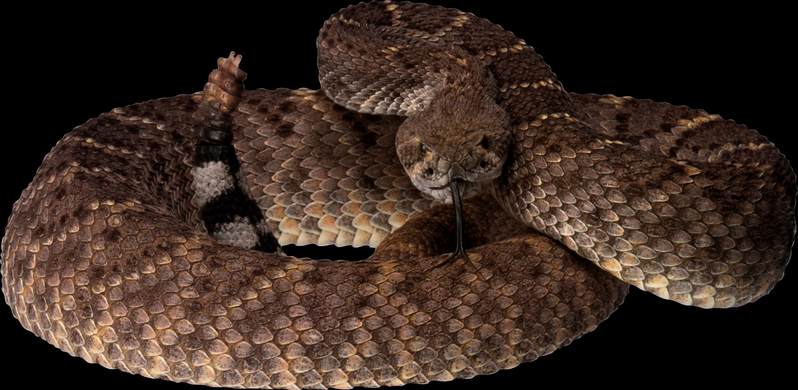 Rattlesnake Transparent Background (1600x783), Png Download