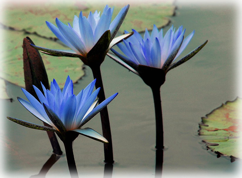 Waterlily Egyptian Lotus Waterlily - Water Lily (824x608), Png Download