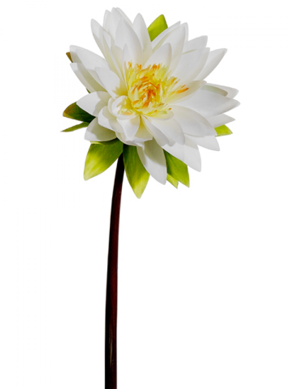 27" Water Lily Spray White - Sacred Lotus (800x800), Png Download