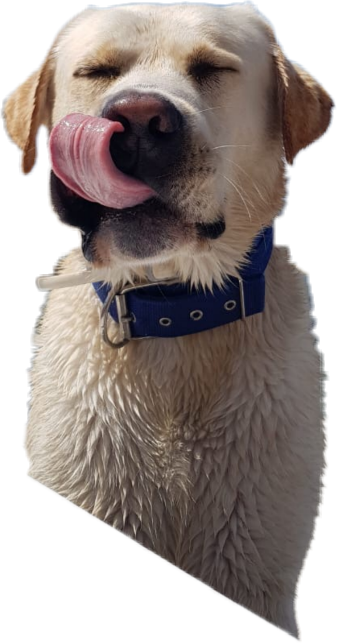 The Newest Tongueout Stickers On Picsart Png Stickers - Dog Yawns (1093x2085), Png Download