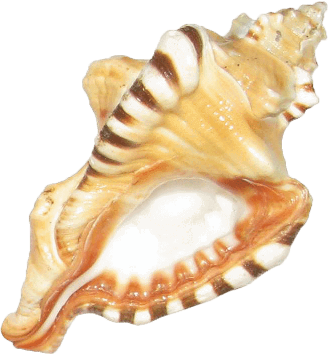 Ecraftodisha Natural Ganesh Sankh - Shankh Kitne Prakar Ke Hote Hain (700x700), Png Download