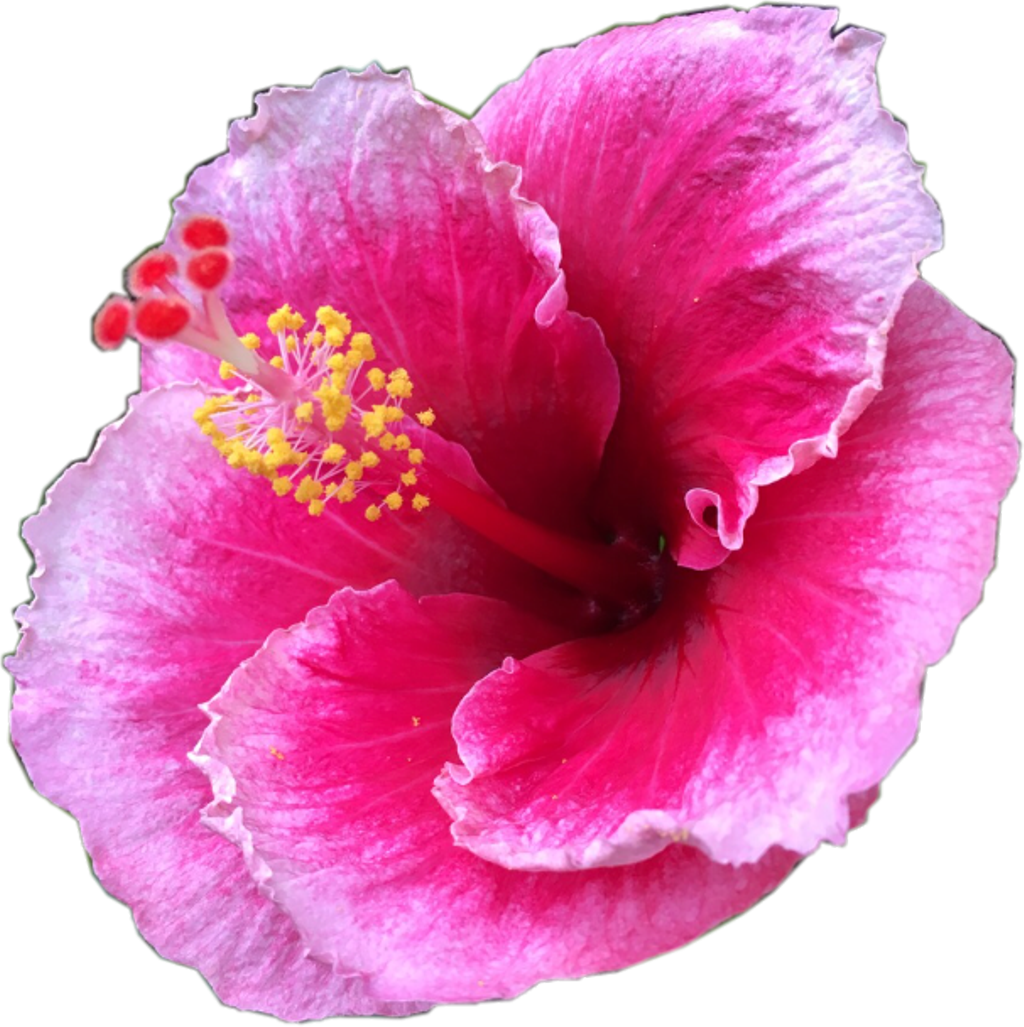 #pretty #pink #tropical #flower #tropicalflower #summer - Hawaiian Hibiscus (1024x1027), Png Download