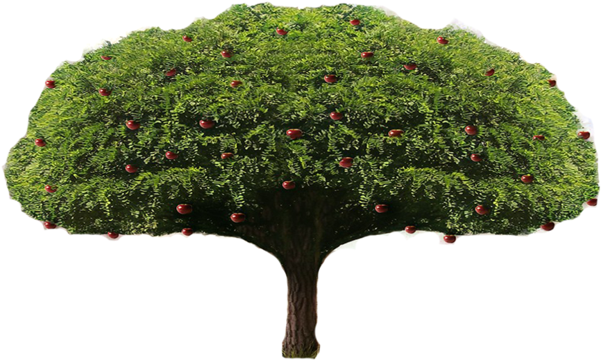 Apple Tree Png - Tree (894x894), Png Download