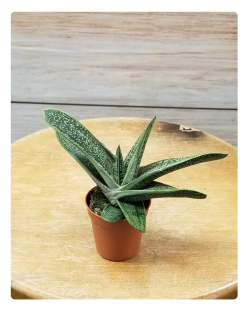 Mini Succulent 3" Potted Plant Variety - Flowerpot (524x640), Png Download