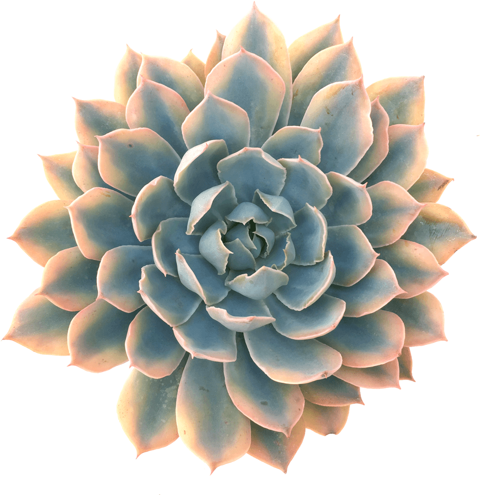 Echeveria 'blue Heron' Variegated Where To Buy Succulents, - Echeveria Blue Heron Variegated (1024x1024), Png Download