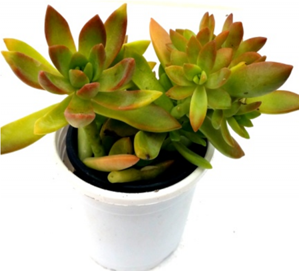 Sedum Nussbaumerianum Succulent Plant - Flowerpot (600x770), Png Download