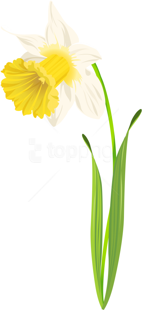 Free Png Download Daffodil Image Clipart Png Photo - Camomile (481x1007), Png Download