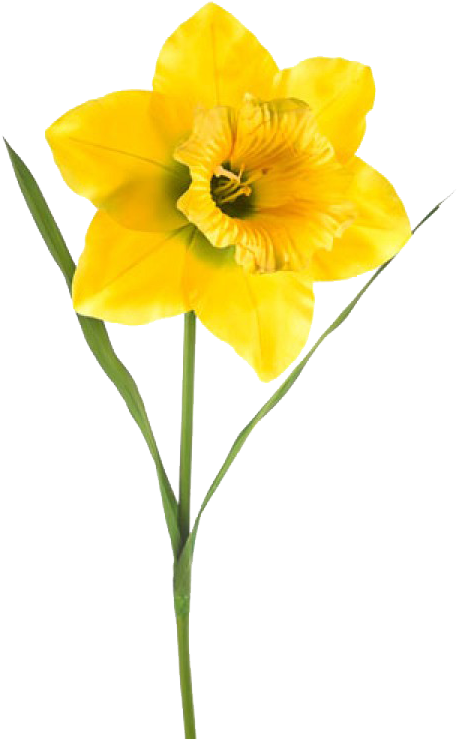 Artificial Daffodil (750x750), Png Download