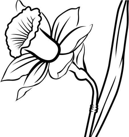 Drawn Daffodil Basic - Daffodil Png Draw (640x480), Png Download