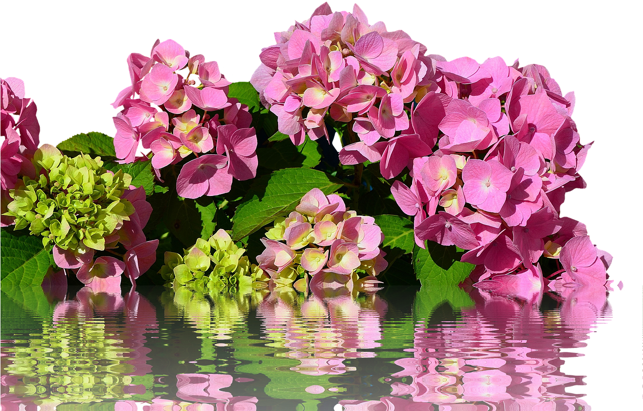 Hydrangea Isolated Blossom - Artificial Flower (1280x878), Png Download