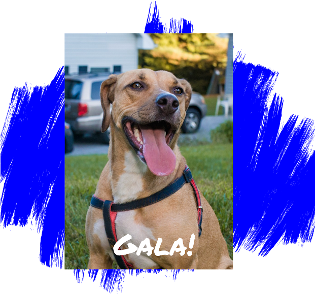 Yellow Labrador Retriever - Dog Catches Something (620x620), Png Download