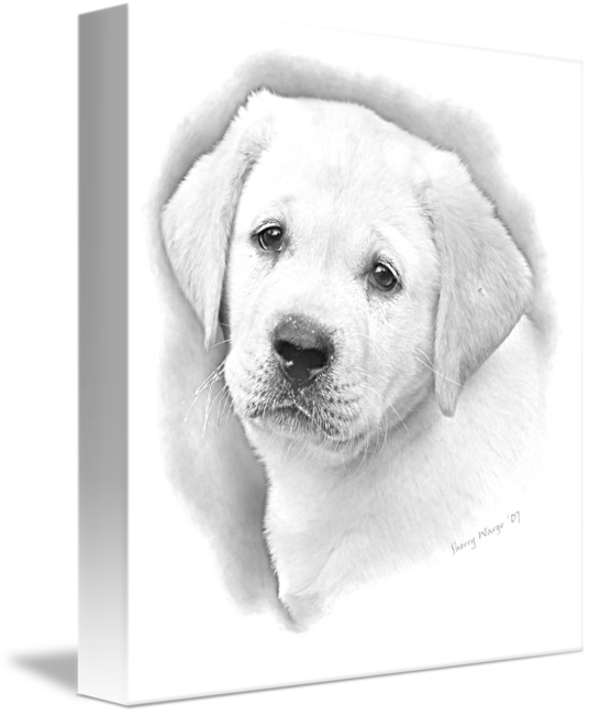 Puppy Pencil By Sherry - Puppy Drawings (536x650), Png Download