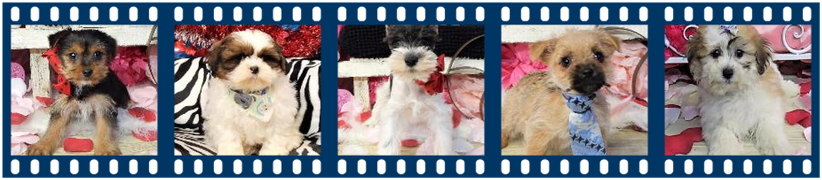 View Our Puppy Gallery - Standard Schnauzer (1170x265), Png Download