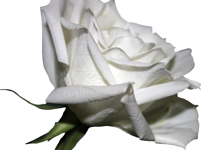 White Rose Clipart Png Format - Rose (640x480), Png Download