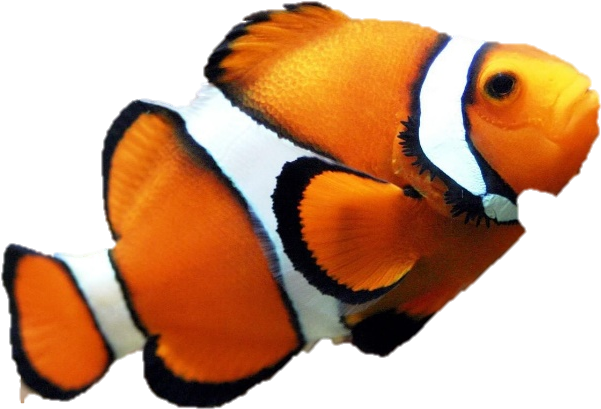 Nemo Png Sorgusuna Uygun Sekilleri Pulsuz Yukle Bedava - Easy Fish To Take Care (1030x644), Png Download