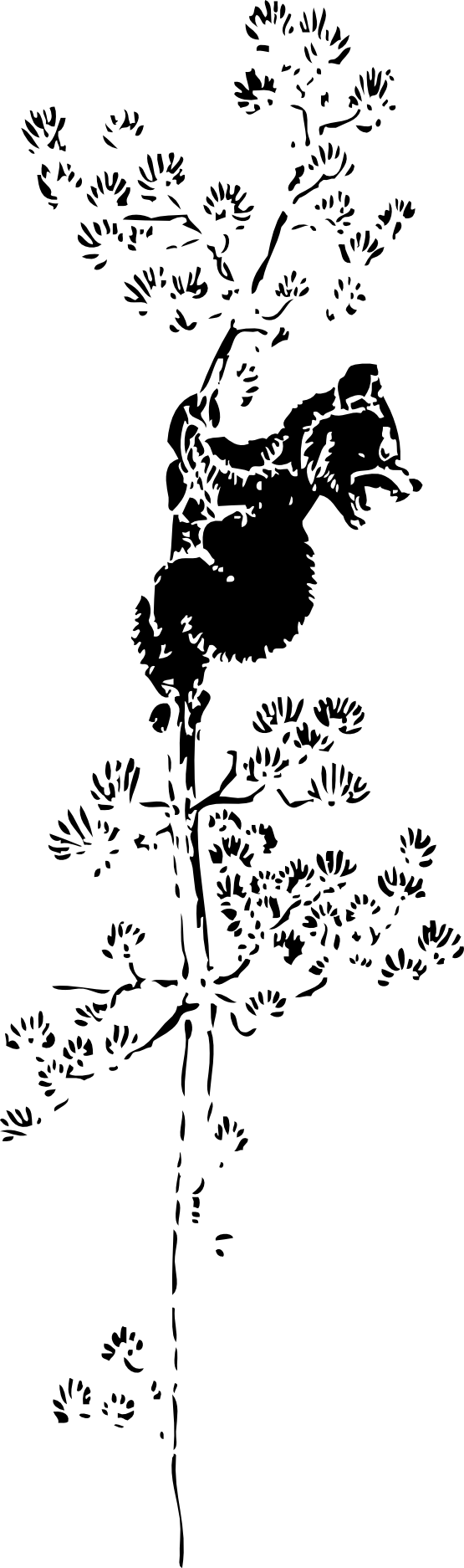 Bear Cub Up A Tree Black White Line Art 555px - Bear (555x1874), Png Download