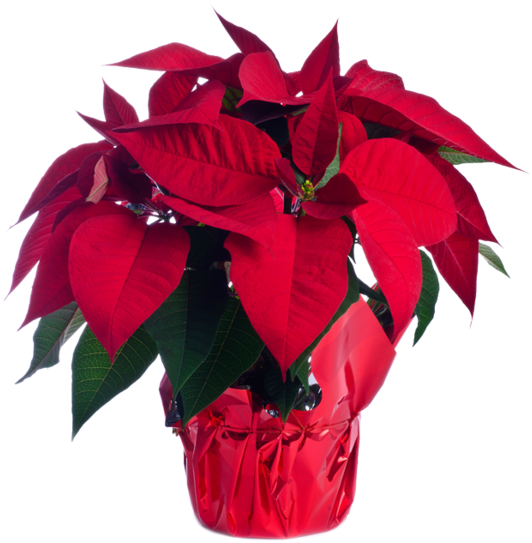 Poinsettia (600x600), Png Download