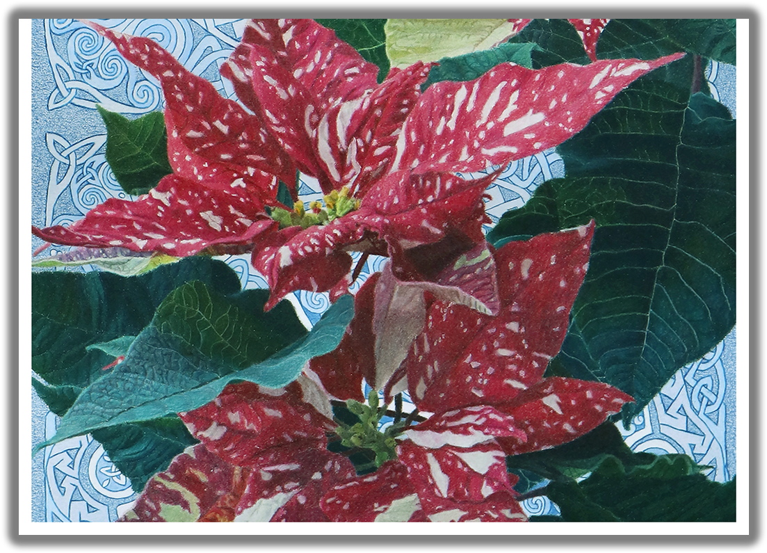 “good Tidings Of Great Joy” Two Poinsettias Irish Blessing - Poinsettia (1125x825), Png Download