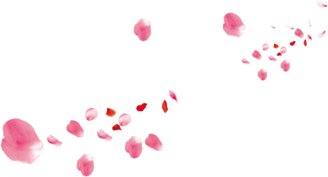 Pink Flower Rose Petals Petal Beach - Illustration (800x554), Png Download
