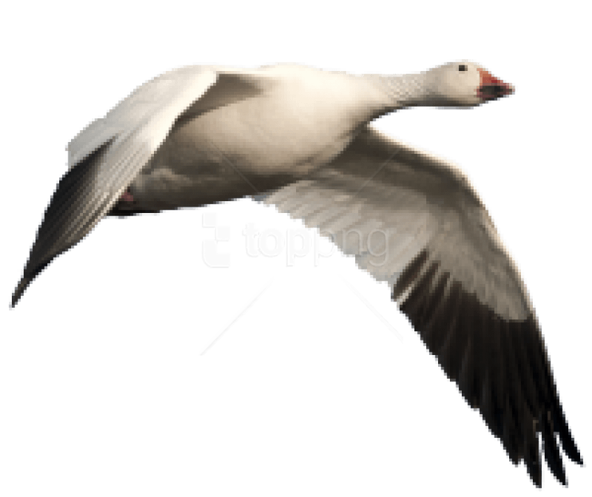 Free Png Download Goose Png Images Background Png Images - South Dakota Snow Goose Hunting (850x714), Png Download