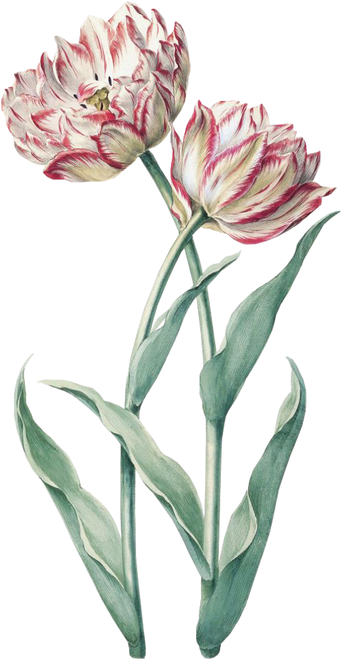 #flower #spring #pink #green #png #free #kpopedit - Botanical Illustration (1024x1024), Png Download