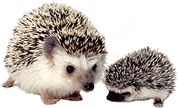 Free Png Download Hedgehog Mother And Baby Png Images - Best Pets For Kids (850x489), Png Download