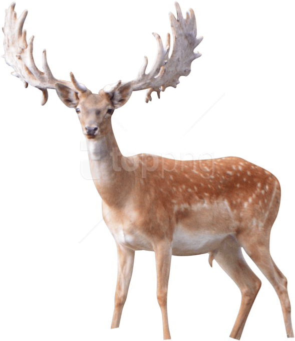 Download Elk Png Images Background - Antler (850x796), Png Download