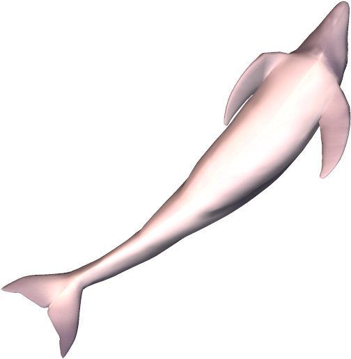 79k Dolphin09 Kpl - Common Bottlenose Dolphin (558x583), Png Download