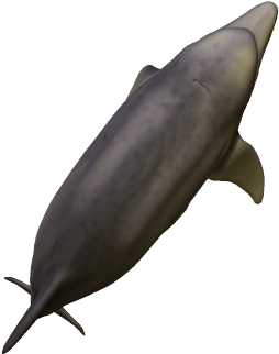 47k Dolphin04 Kpl - Common Bottlenose Dolphin (558x583), Png Download