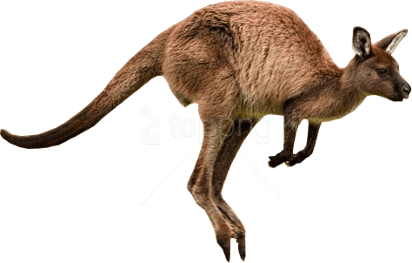 Free Png Download Kangaroo Jumps Png Images Background - Kangaroo Png (850x542), Png Download
