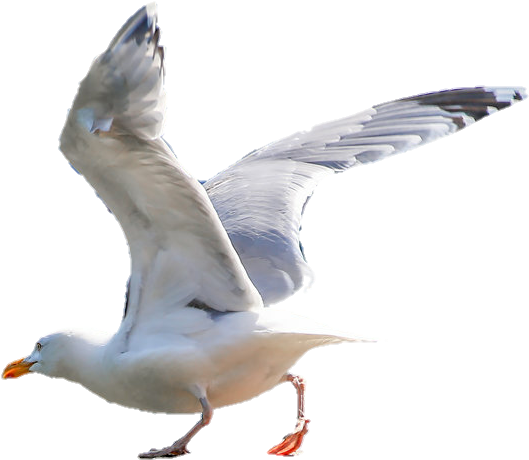 Picsart Manipulation Editing Deer Editing Ritesh Creation - European Herring Gull (1024x682), Png Download
