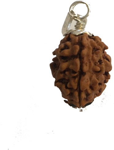 3 Mukhi Nepal Rudraksha - Keychain (564x600), Png Download