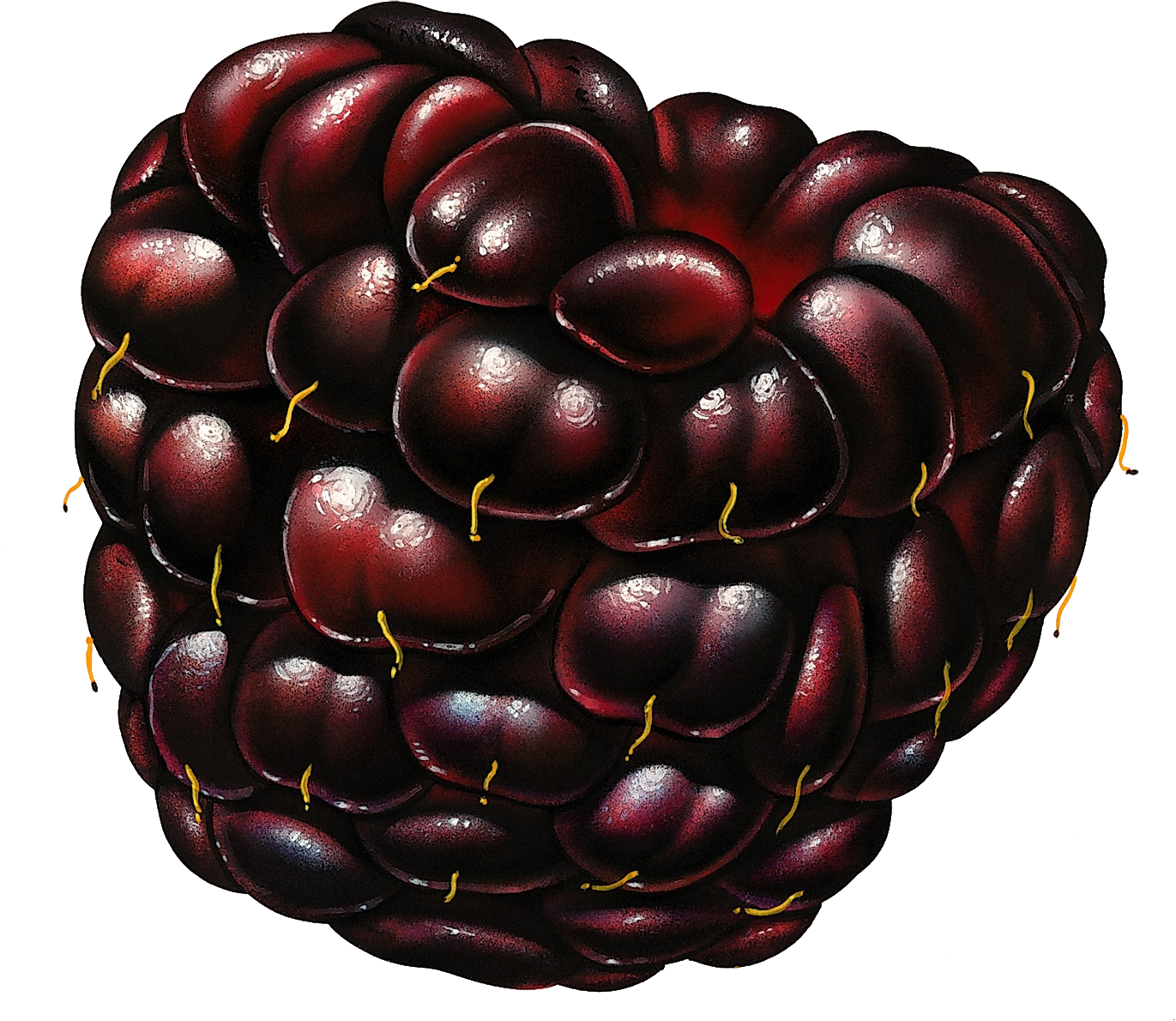 Blackberry Icon Png - Imagens De Frutos (1371x1190), Png Download