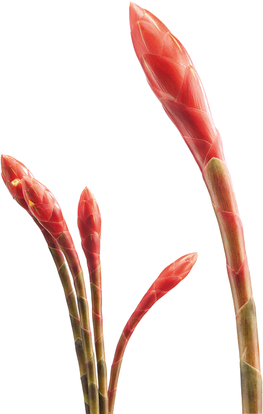 Tropical Flowers - Artificial Flower (870x864), Png Download