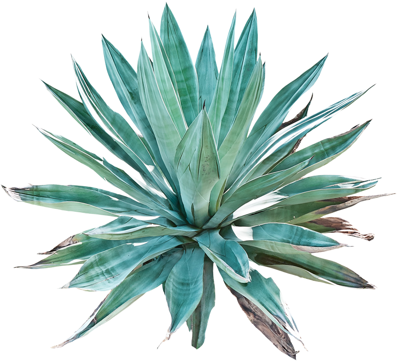 Agave Png (819x750), Png Download