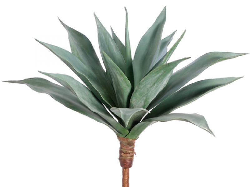 25" Large Agave Frosted Green - Agave Azul (800x800), Png Download