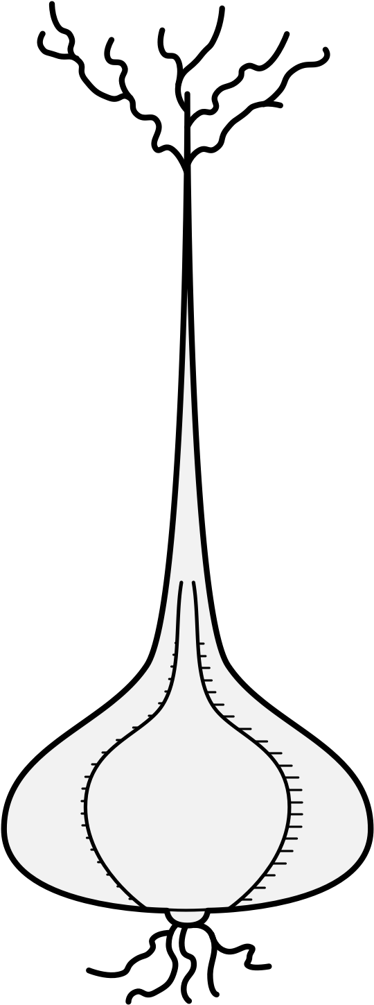 Details, Png - Line Art (561x1462), Png Download