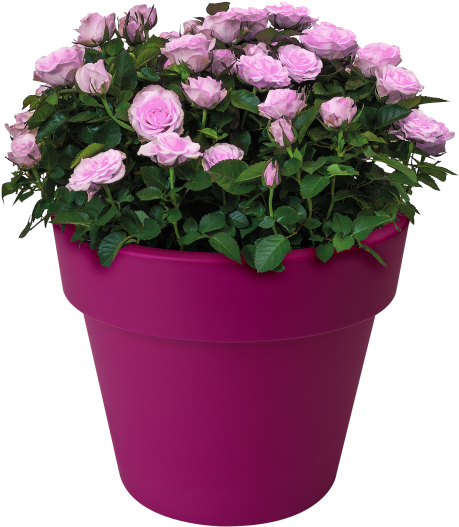 Home > Collection > Green Basics Top Planter - Flowerpot (750x750), Png Download