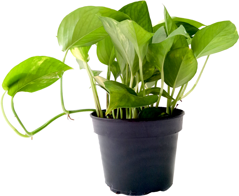 Money Plant Green P120 - Transparent Money Plant Png (910x1155), Png Download