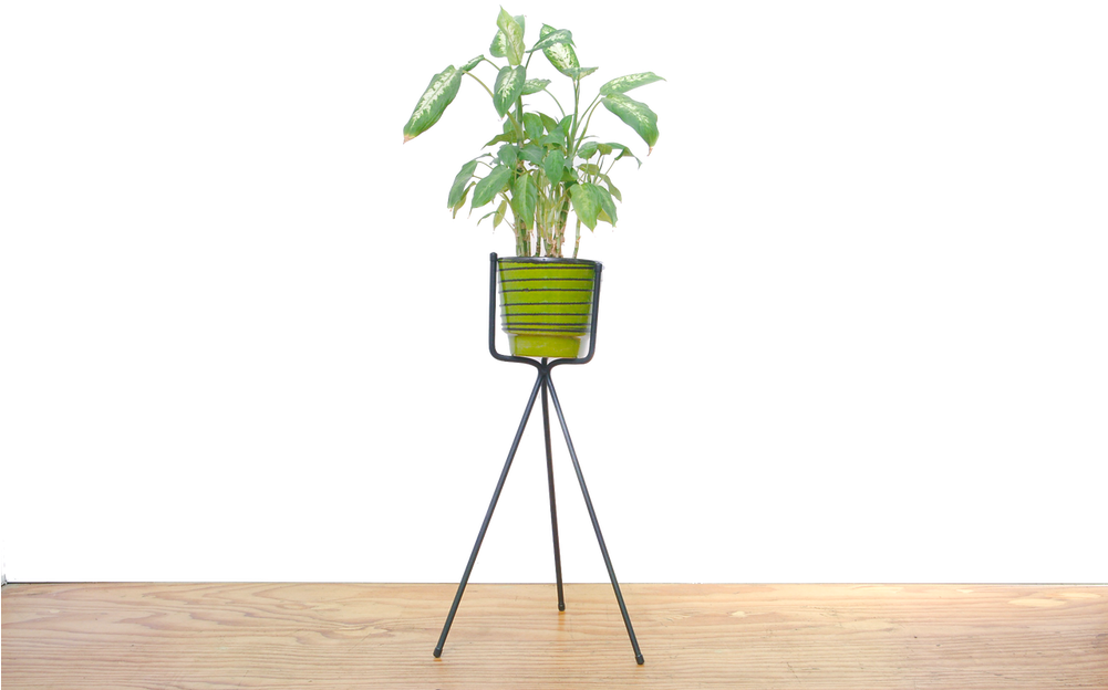 New Made La - Houseplant (1000x664), Png Download